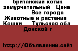 британский котик замурчательный › Цена ­ 12 000 - Все города Животные и растения » Кошки   . Тульская обл.,Донской г.